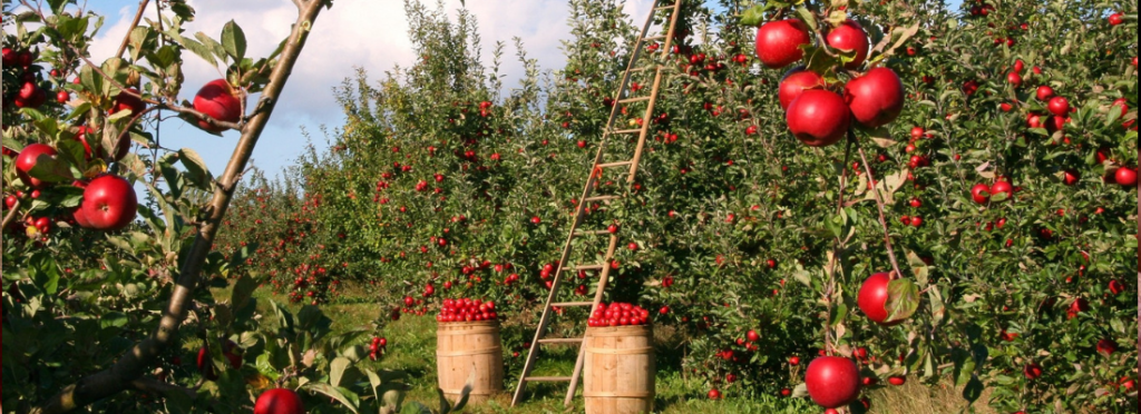 Apple Harvest-You Have Sown You Will Gather in Abundance