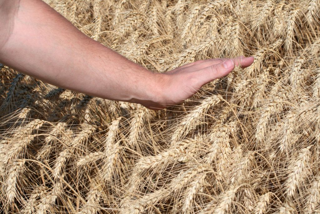 Wheat Harvest-You Have Sown-You Will Reap in Abundance