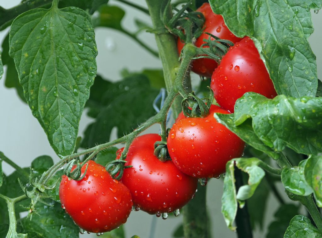 Is God Slow Concerning His Promises Tomatoes Harvest