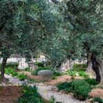 7 Benefits of Having Faith in God Life-Changing Blessings - Haly Ministries (on photo: Gethsemane Garden)