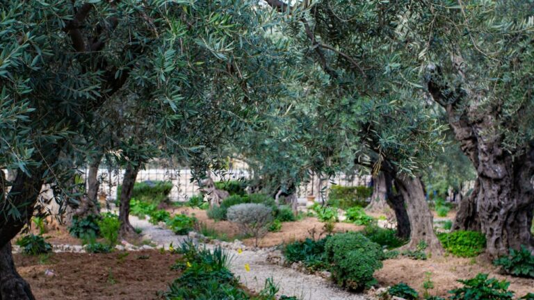 7 Benefits of Having Faith in God Life-Changing Blessings - Haly Ministries (on photo: Gethsemane Garden)