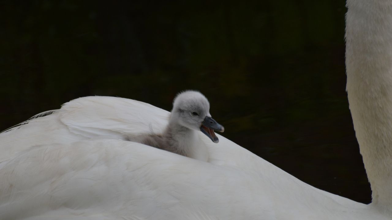 Cast Your Burdens Upon the Lord The Promise in Psalm 55 22 - Haly Ministries