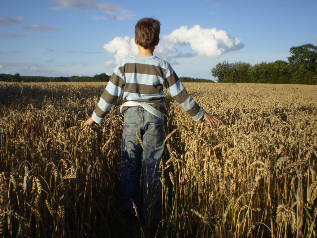 Child is in the Middle of Harvest Field