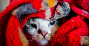 Finding Hope in God Even on the Grumpiest Days - Haly Ministries Inspiration (on photo: can in red textile blanket)