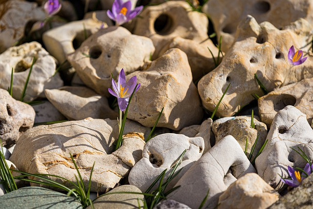 Flowers Grow Through Stones