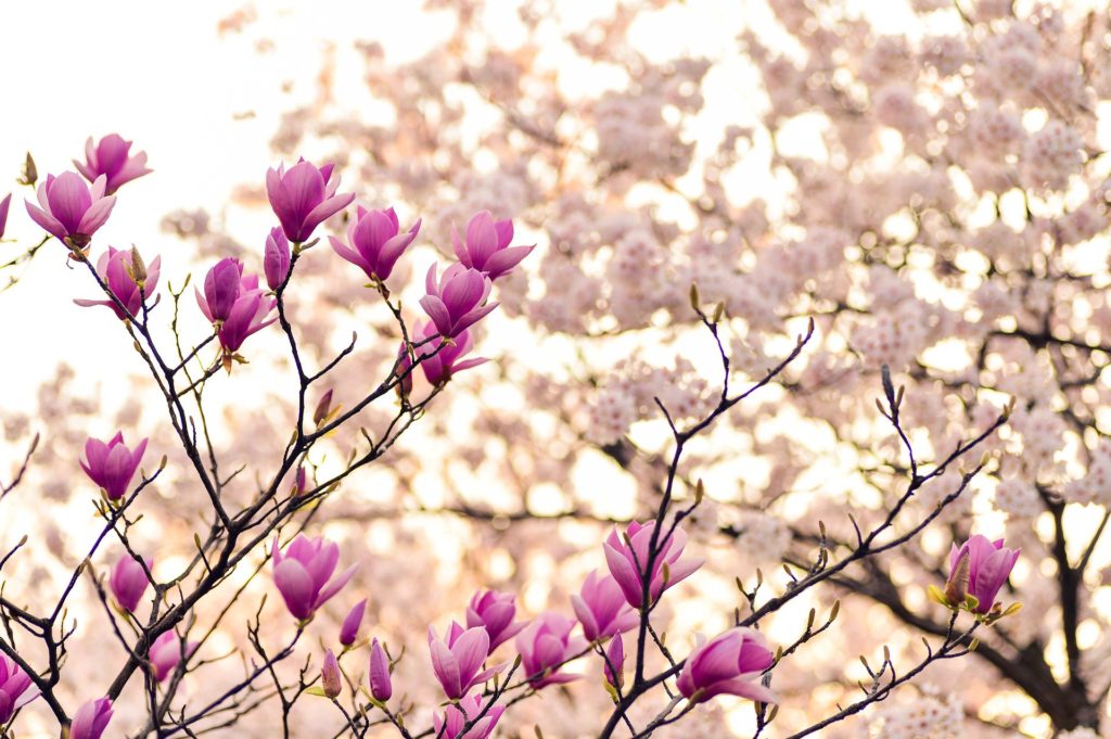 Magnolia Blossoms Spring Time