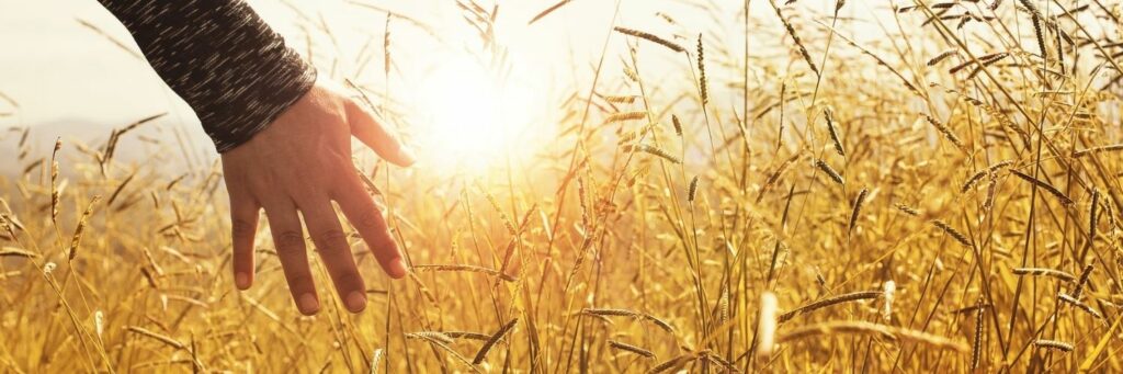 Person on Wheat Field