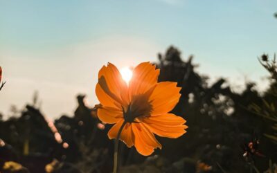 Orange Flower with a sky above and sunset above it