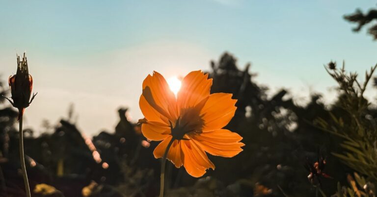 Orange Flower with a sky above and sunset above it