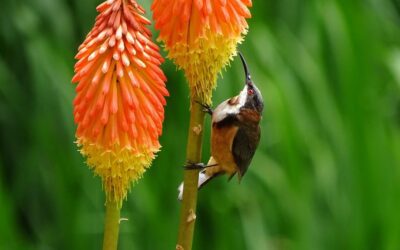 Revive Me Daily Prophetic Word – Change Your Focus (a hummingbird perching on flower)