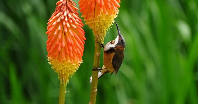 Revive Me Daily Prophetic Word – Change Your Focus (a hummingbird perching on flower)