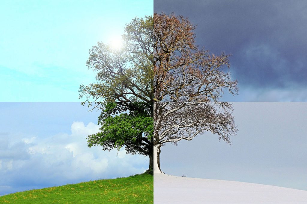 Seasons of the Year - Tree and Four Seasons