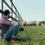 Shepherd Watches His Sheep - Psalm 23