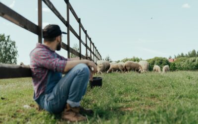 Shepherd Watches His Sheep - Psalm 23