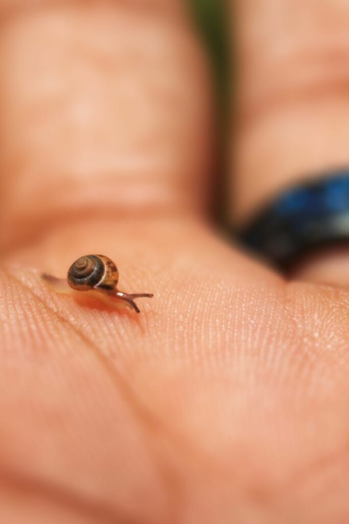 Snail Crawling on the Hand