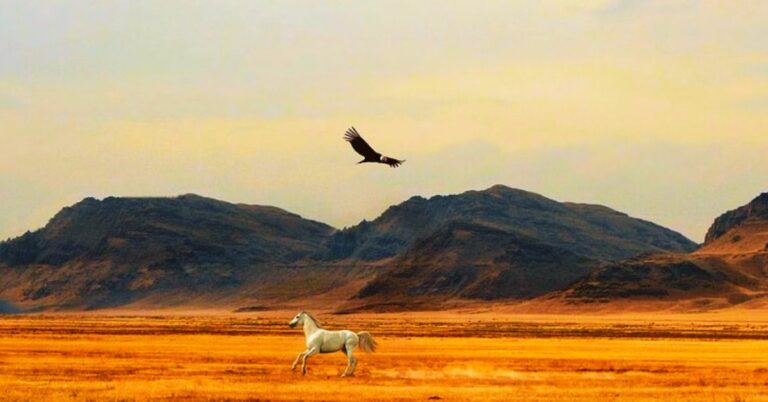 Spiritual Lessons from Eagles Soaring to New Heights of Faith - Haly Ministries (on photo an eagle in sky and white horse on field)
