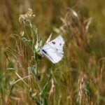 The Need to Clean Things Up: A Fresh Start with God's Grace - Haly Ministries (on photo: white butterfly sitting on grass)