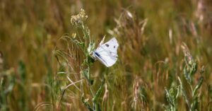 The Need to Clean Things Up: A Fresh Start with God's Grace - Haly Ministries (on photo: white butterfly sitting on grass)