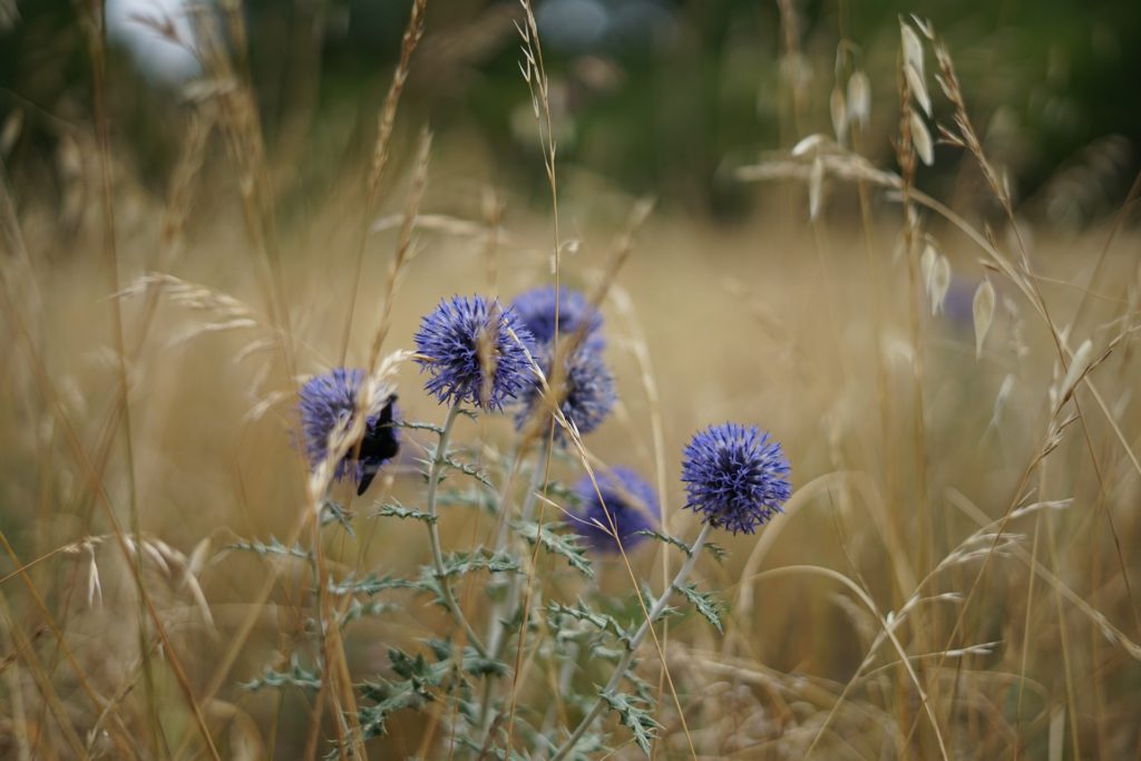 Wheat and Thistle in the Field