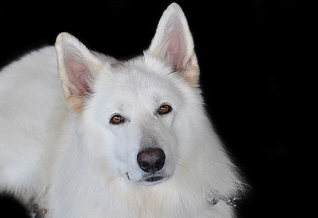 White Shepherd Dog