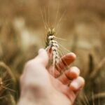 A hand holding wheat in a golden field representing the March 2026 prophetic word from Haly Ministries about faith and small beginnings