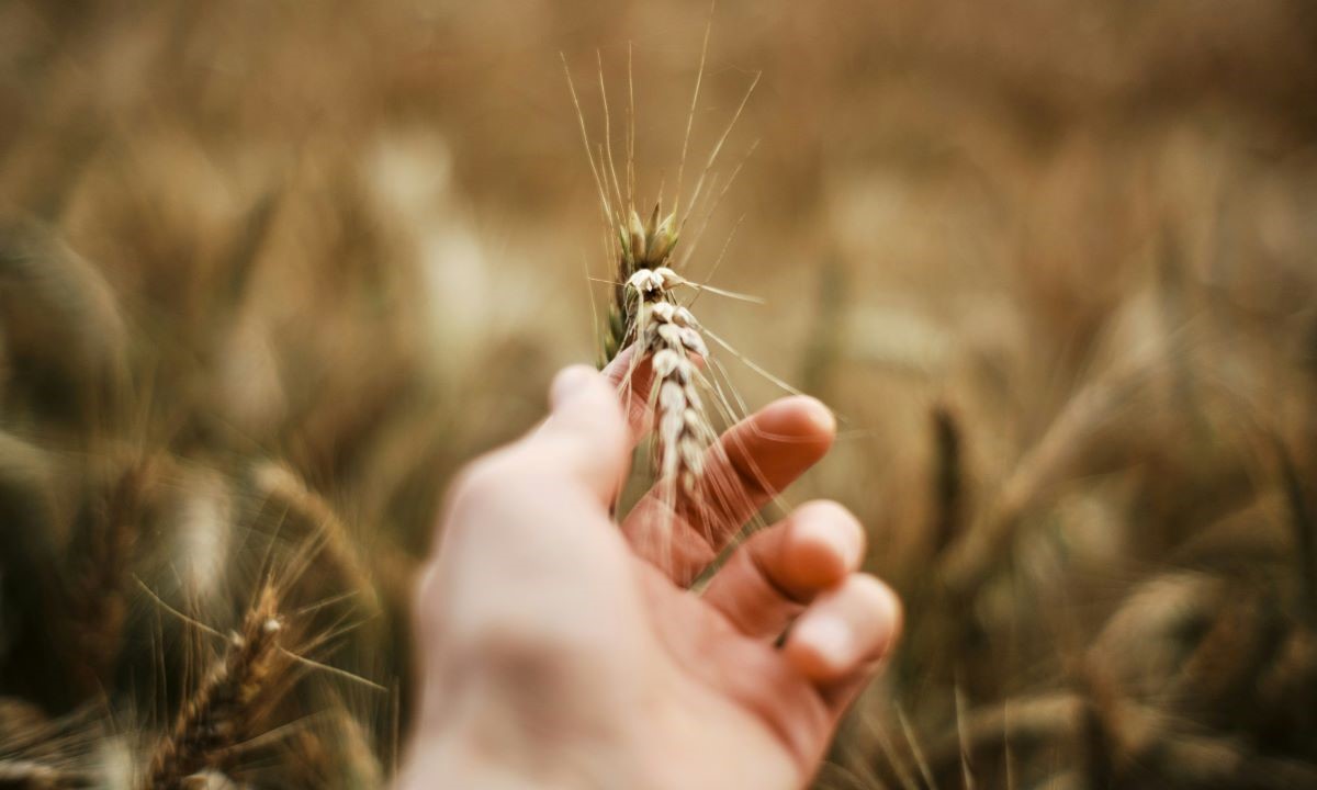 A hand holding wheat in a golden field representing the March 2026 prophetic word from Haly Ministries about faith and small beginnings